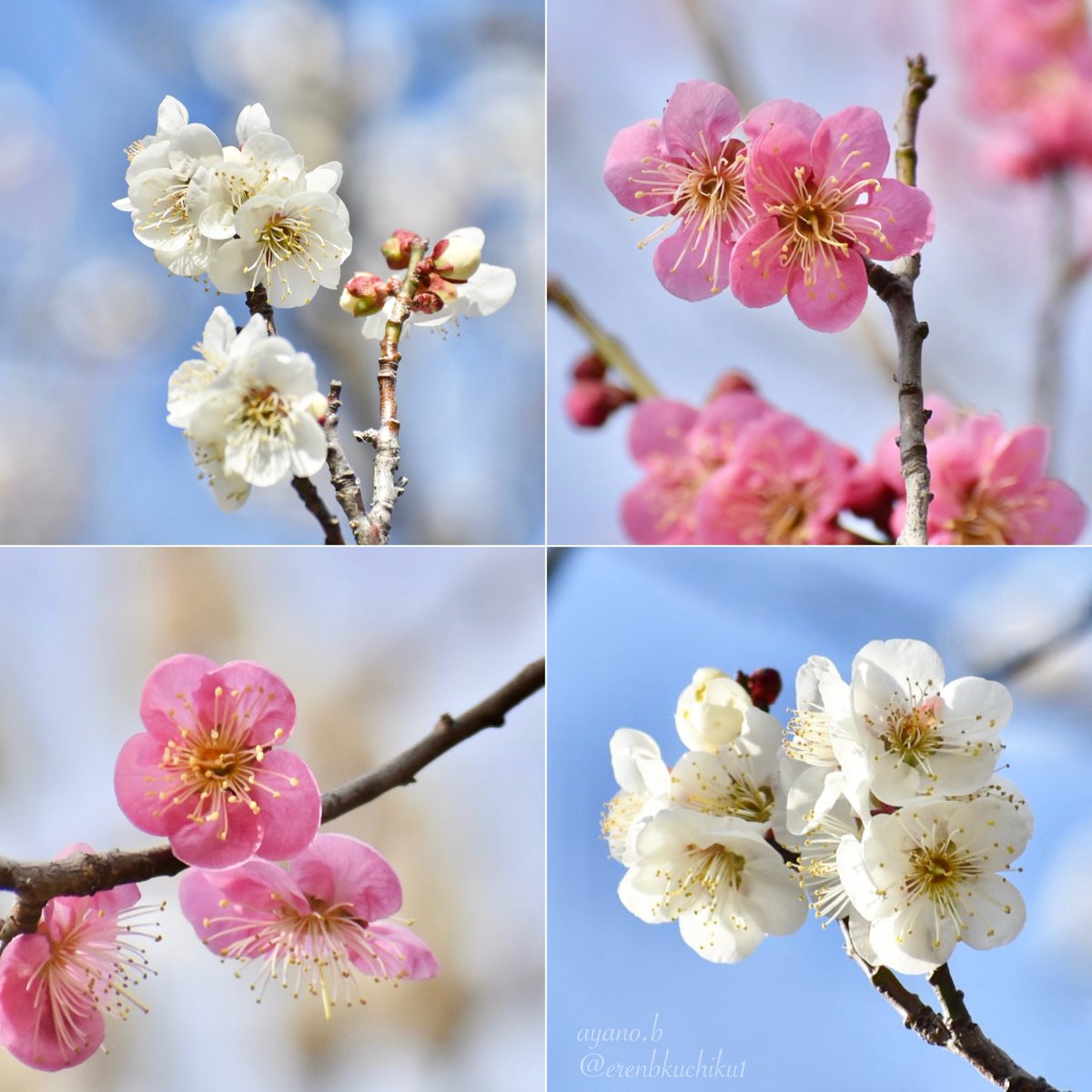 japaneseapricotblossom
