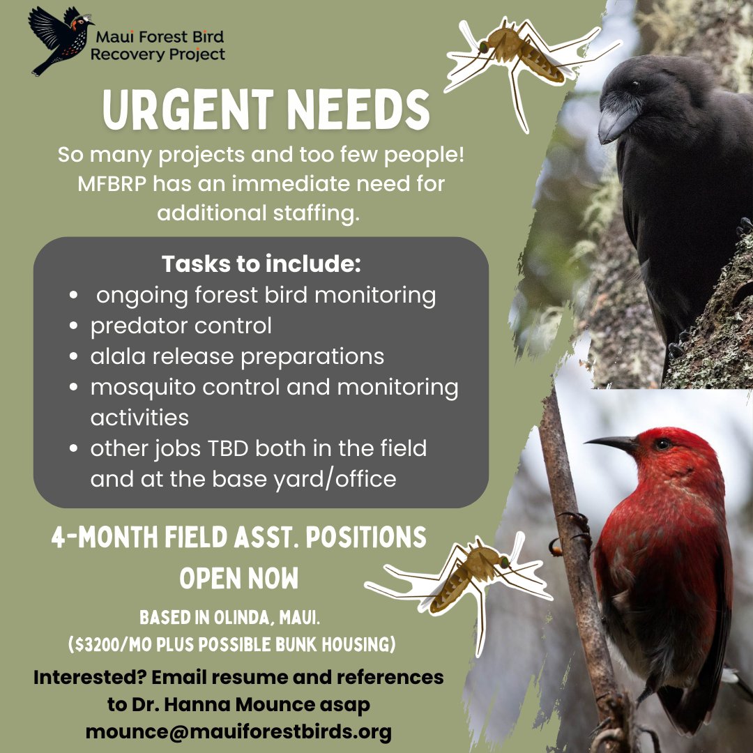 Do you live on Maui and want to help conservation? MFBRP is looking to hire Field Assistant positions starting immediately.