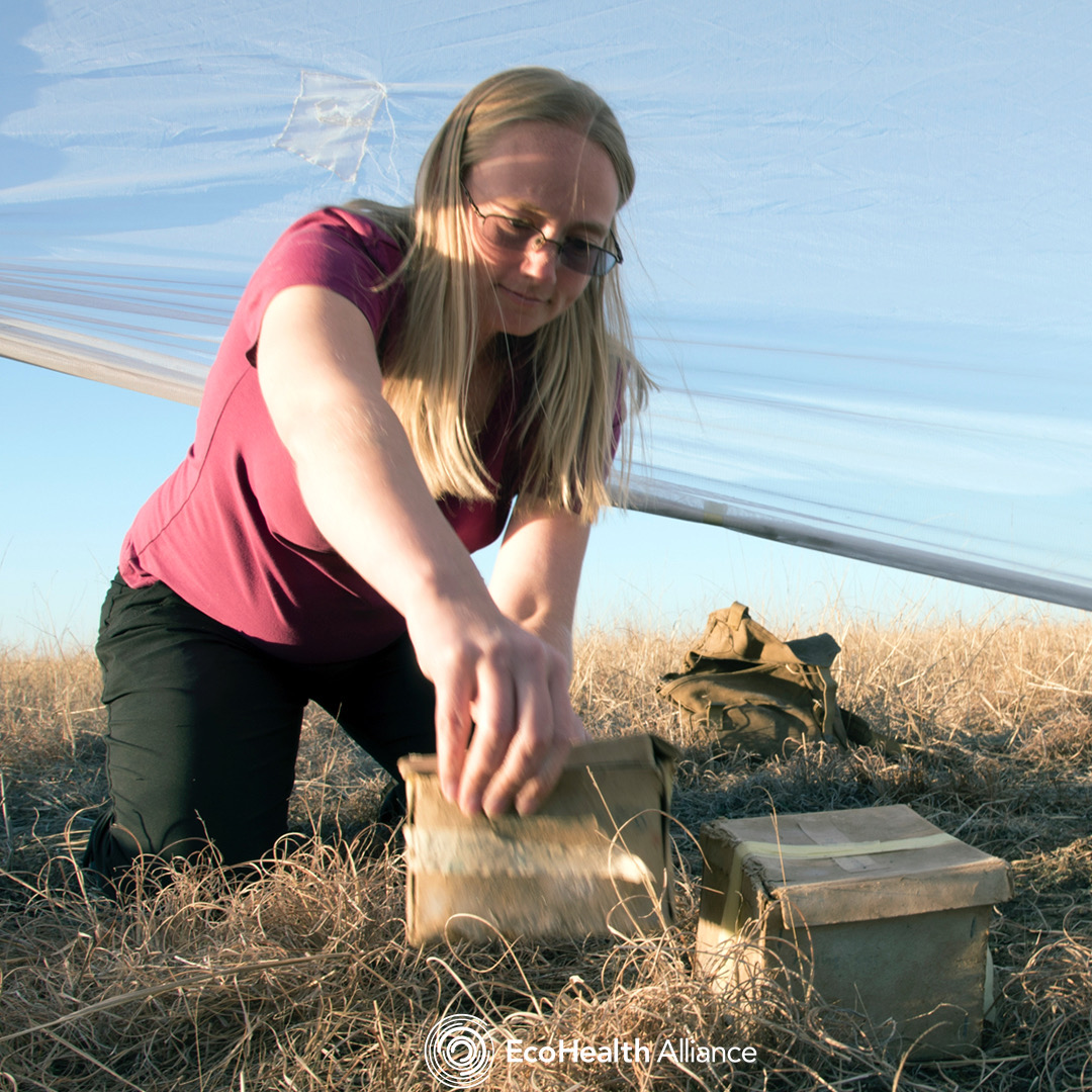 Happy #InternationalWomensDay from EcoHealth Alliance! We are fortunate to work with accomplished & brilliant #womeninSTEM. Today & every day, we celebrate the fact that better science begins with better representation, & affirm the importance of gender diversity in research.