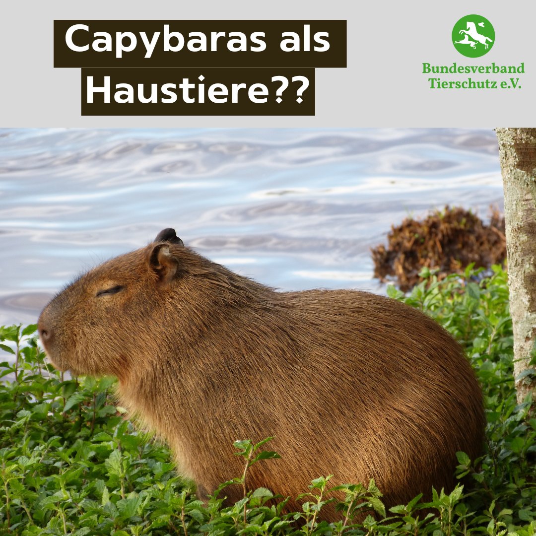 Ein neuer Trend aus den USA - Capybaras als Haustiere! Capybaras (Wasserschweine) sind jedoch keine Haustiere, sondern Wildtiere, die in ihrer natürlichen Umgebung leben sollten. Diese Tiere benötigen viel Platz im Freien, große Wasserflächen und eine artgerechte Ernährung.