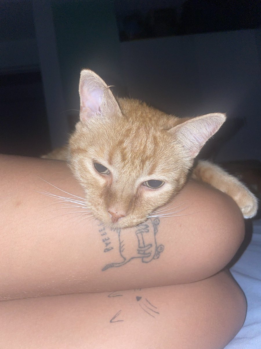 ritalinaaa's tweet photo. Tengo un gato con dependencia emocional https://t.co/IMszWbRUNt