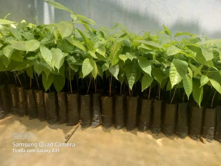 PaulaFr81207357's tweet photo. We started planting perenifólia( cacau) in 1 hec, developed the MoU for Communities right, and created all legal chains for carbon markets. Thanks to #AAMCA and #Sud for the insights and a deeper and better understanding of Paris Agreement implementation https://t.co/iFmuL0dYNV