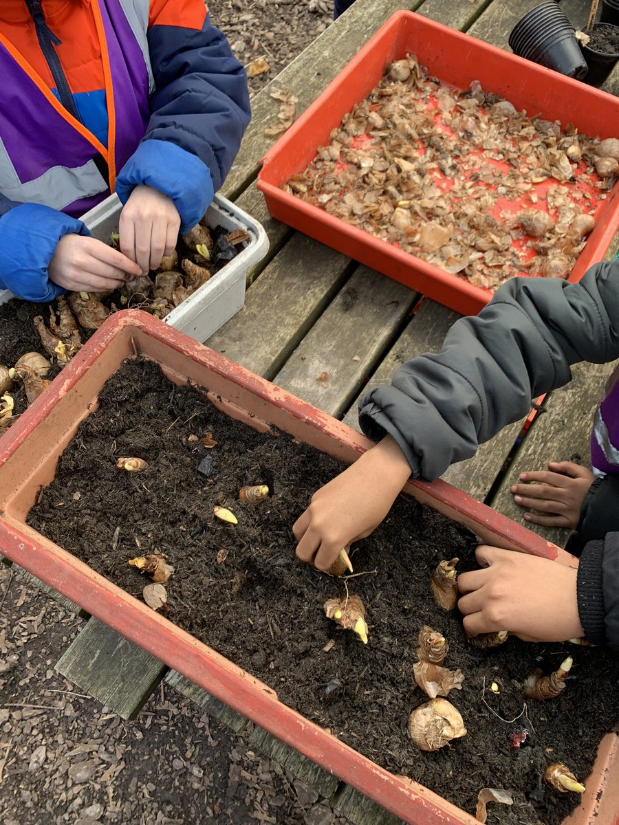 <a href="/CPSE15/">Carpenters Primary School</a> last minute bulb planting!!