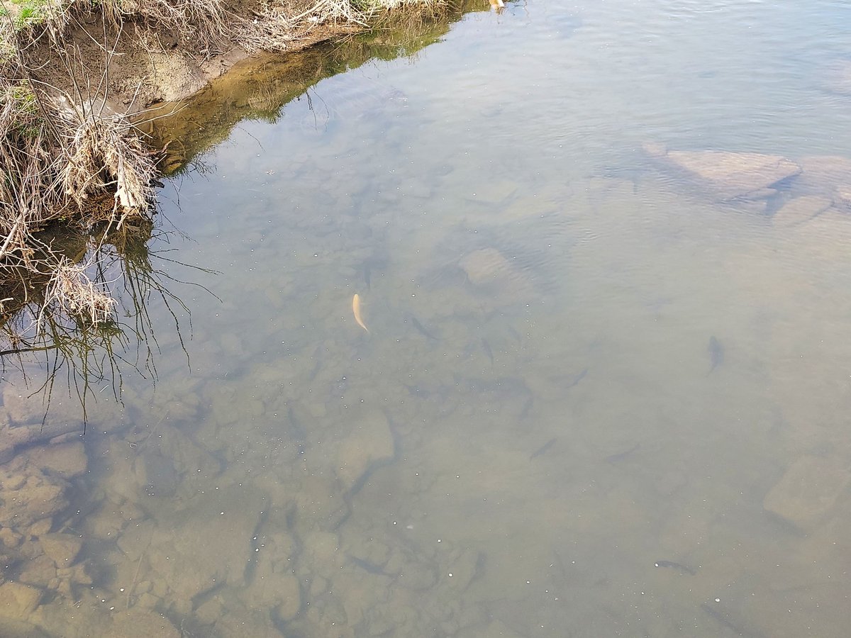 KimIngram22's tweet image. #Trout stocking has begun @lshspioneers @LSPioneers My students were rock stars while helping the @pafishandboat fill our steams with beautiful fish!! #community #lovewhereyoulive #LoveWhatYouDo #lifeskills