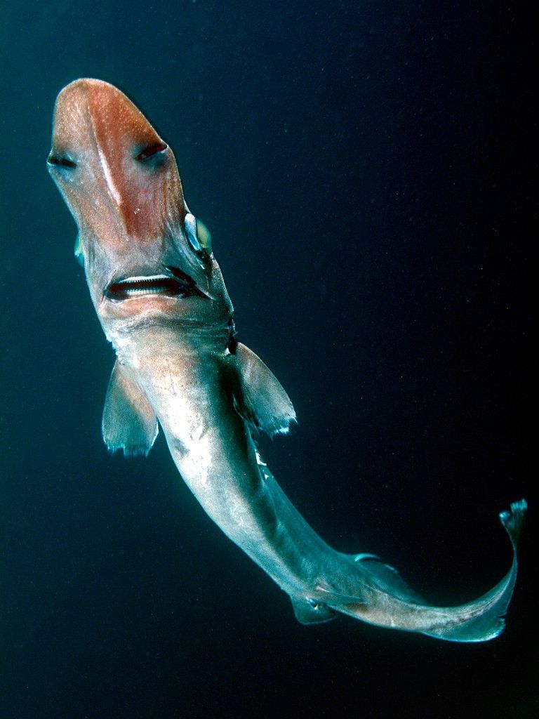 IUCN SSC Shark Specialist Group tweet media