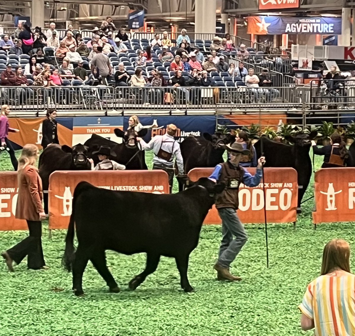 Congratulations to Chase Young on placing 7th in his scramble heifer class and 3rd in his Maine-Anjou breed class today !! 
Job well done Sir 💙💛