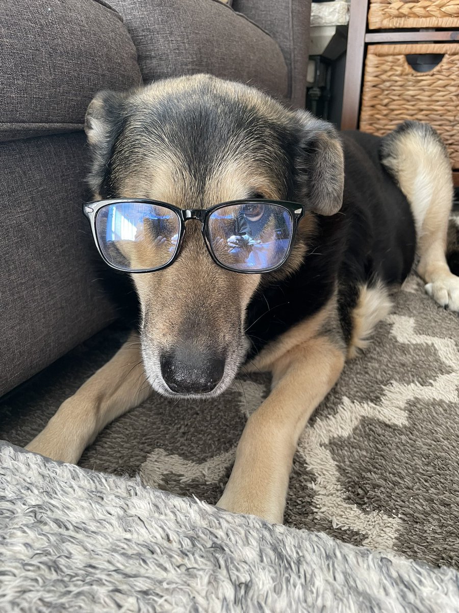 Pals I’s has nominated mine self to be da official kichen imspektor! 😎 Dare has bin sum suspishus aktivity in da kichen lately and I’s is gonna do an imvestigashun! 👀❤️🐾 . (Note from hoom: these glasses have no magnification) #dogsofX #dogsoftwitter #MaggieMay #seniordog