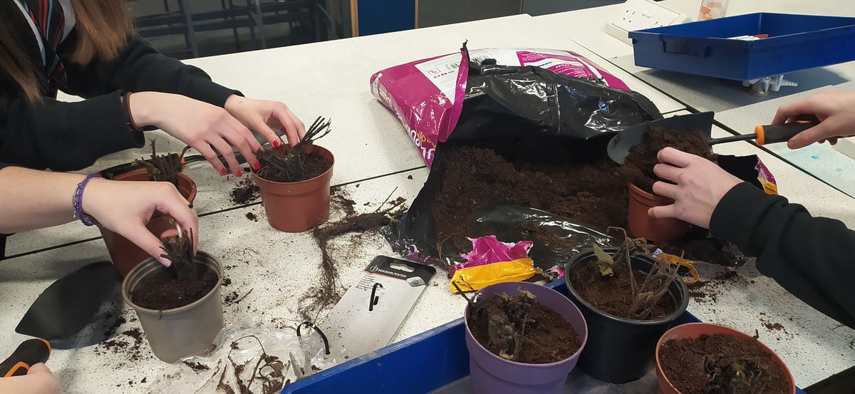 Eco Gardening Club @GlenifferHigh is ramping up for the growing season! Materials have arrived for our raised vegetable beds and the strawberries have already been potted up awaiting a spot outside. Watch this space! #STEMeducation <a href="/GlenifferSci1/">Gleniffer High Science</a> #gleniffergoesgreen