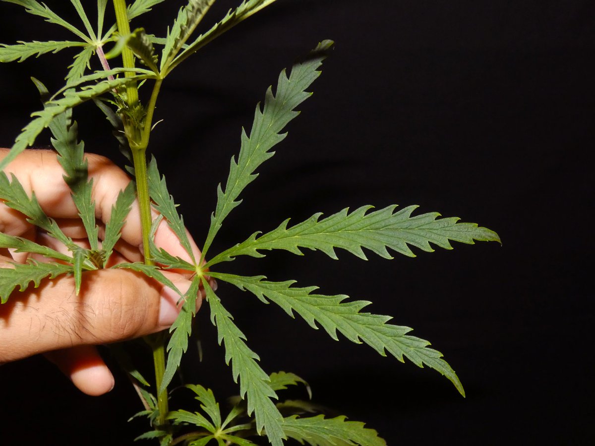 KhalifaGenetics's tweet image. This Siberian Ruderalis plant looks similar to the Freakshow strain, though it is not related at all.
Mutations are unpredictable, and some can be amazing 🌿.
#mutation #ruderalis