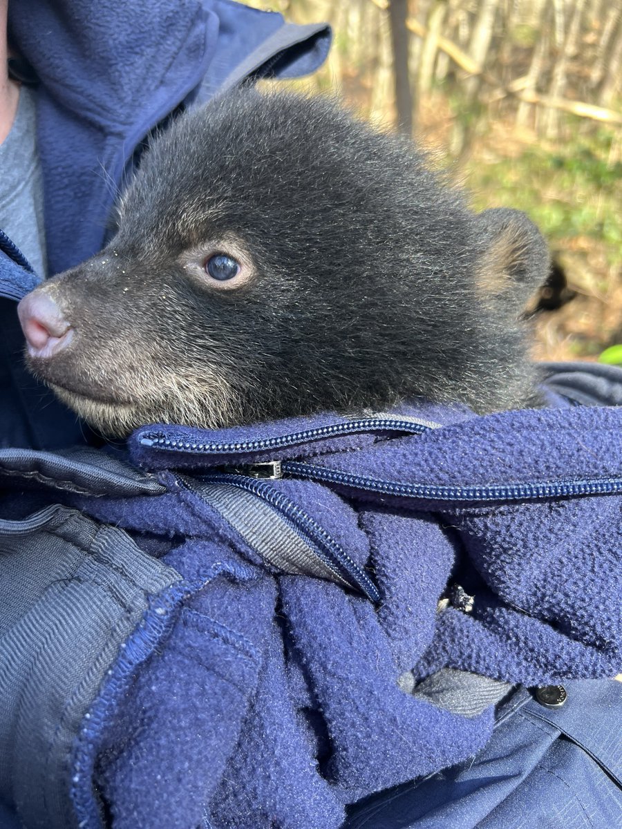 Despite Massachusetts being the third-most densely populated state, Black Bear populations are expanding! Each year, #MassWildlife tracks the birth of cute cubs like this one to monitor the overall health of the population.