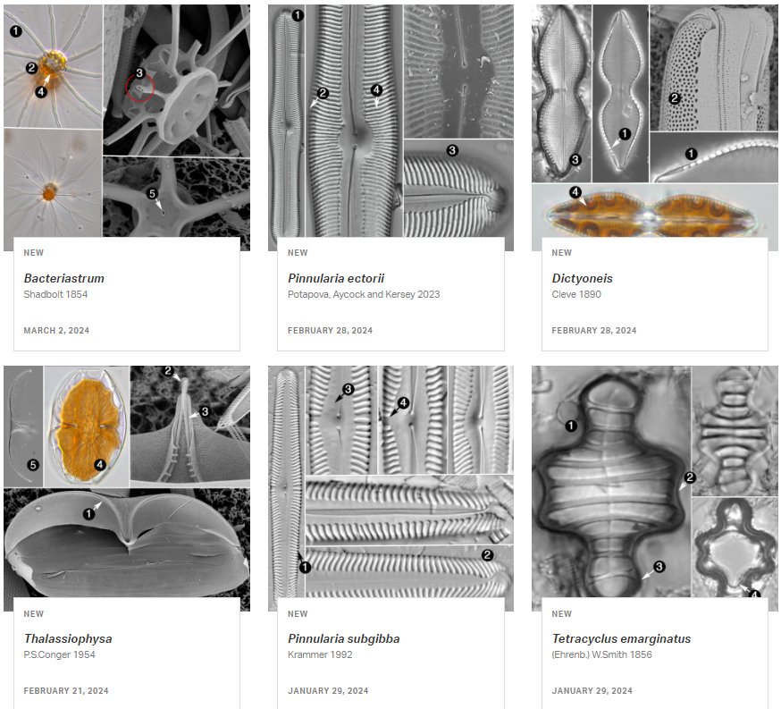 Don't forget to check out these new taxon pages! 🤩 diatoms.org/practitioners