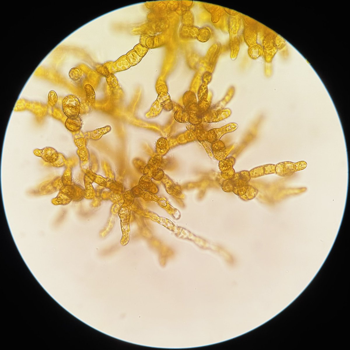 Happy #phycologyfriday ! Macrocystis gametophyte culture 😍 just a couple of lil friends!