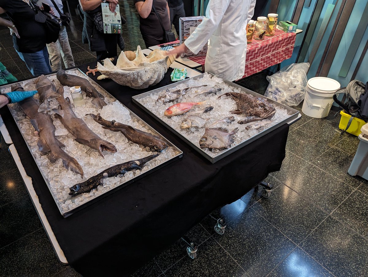 Come and sea us at <a href="/Te_Papa/">Te Papa</a> <a href="/nzseaweek/">Seaweek</a> event today! We're running the world's weirdest fishmongers. Here until 2pm.