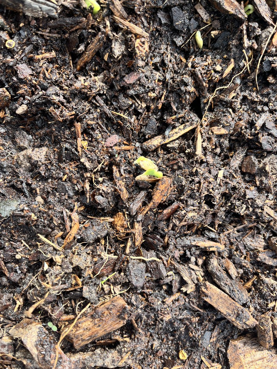 #gardening at our School garden @kujawa_primary we planted pumpkin and melon seeds @ibpyp @HeadStartgov @Primary_AISD #teacherlife #love @Hughey1Kathy @ShanteDavis4466 @MsCrockett_AISD @larealyvasquez1