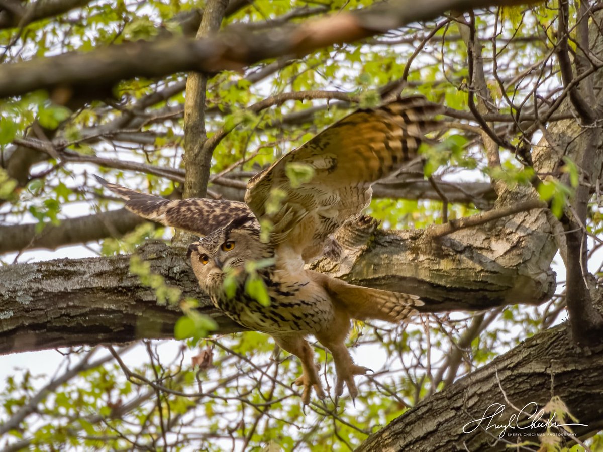 April 16, 2023 Flaco flying (or jumping) from one branch to another when he was roosting in the Loch. #Flaco #flacotheowl #ripflaco #birdcpp