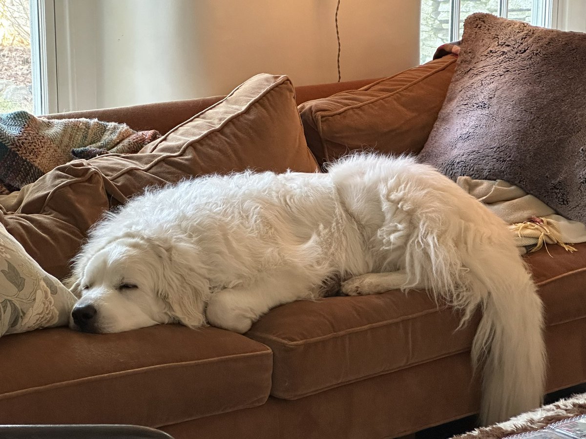 AmandaAgatiPNC's tweet photo. “In her couch potato era” and resting up to #SpringForward this weekend. 🐻❄️ 💤
#FarrahFridays #dogsoftwitter #dogsofX #Xdogs #greatpyrenees #pyrs #fintwit https://t.co/9cKwbFDxKO