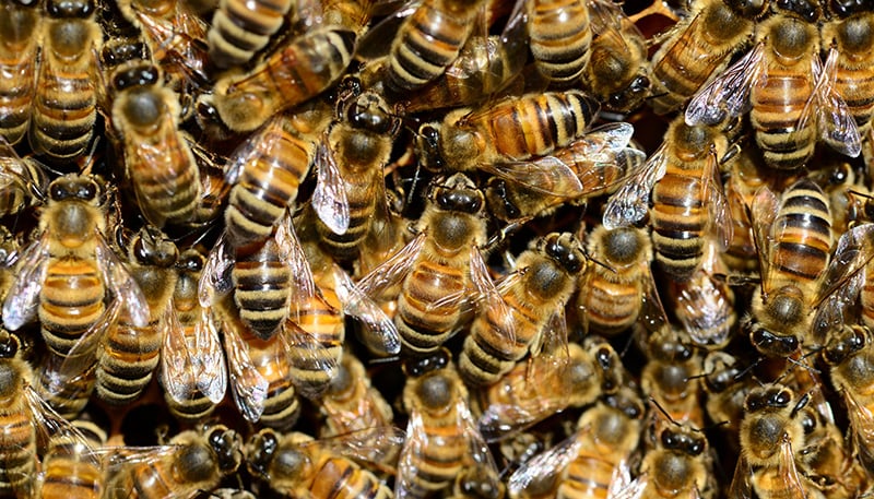 What is the impact of anthropogenic disturbances on bee communication? Delve into the ways that humans affect bee communication as Maggie Couvillon from @virginia_tech explores her research in the latest episode of Science Sessions: ow.ly/n02R50QOYWh.