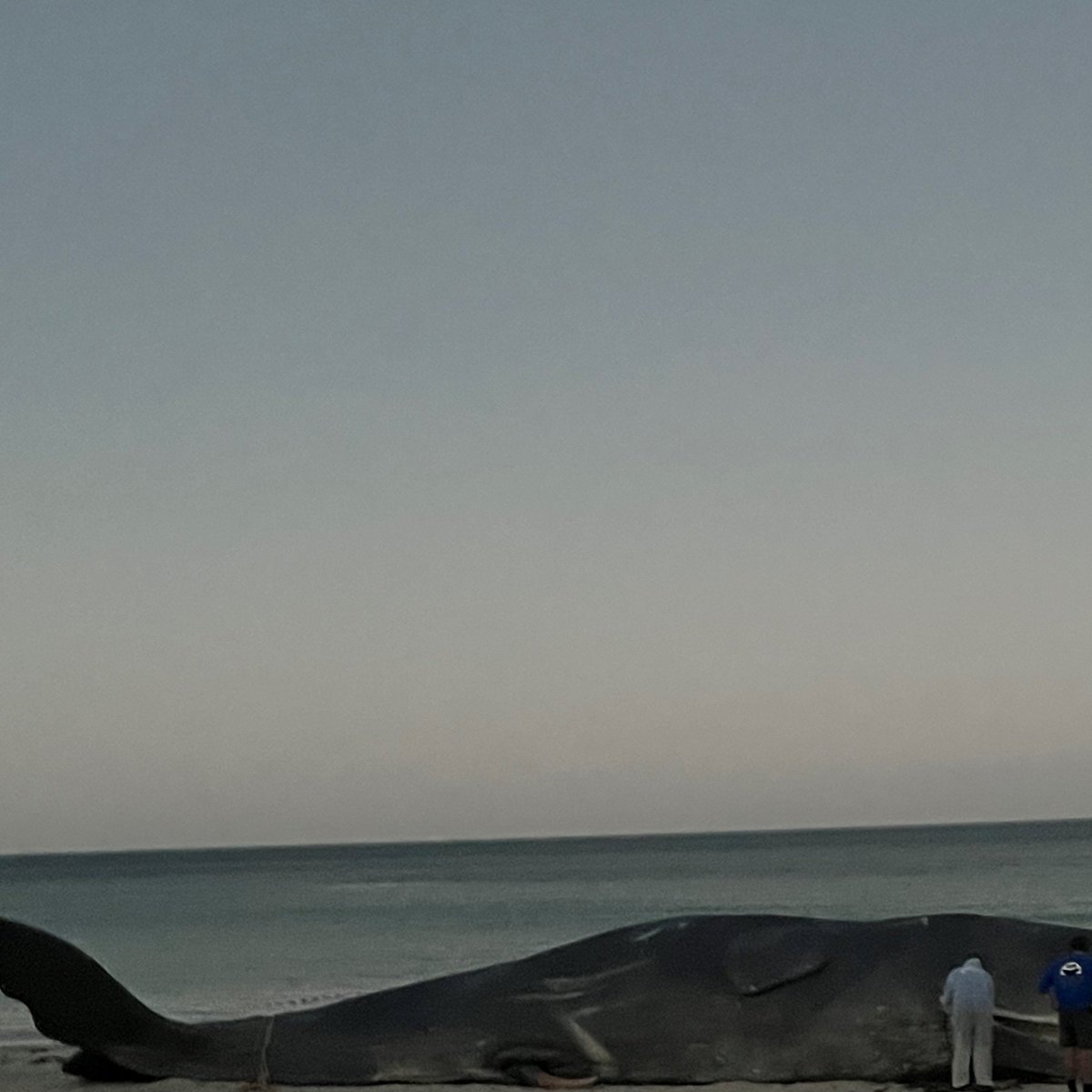 1395FIVEAA's tweet photo. Don't be scared! It's not real! The beached Whale lying on Glenelg beach this morning is an art installation @adelaidefest ! #FIVEAA https://t.co/BrTH2xk1O3