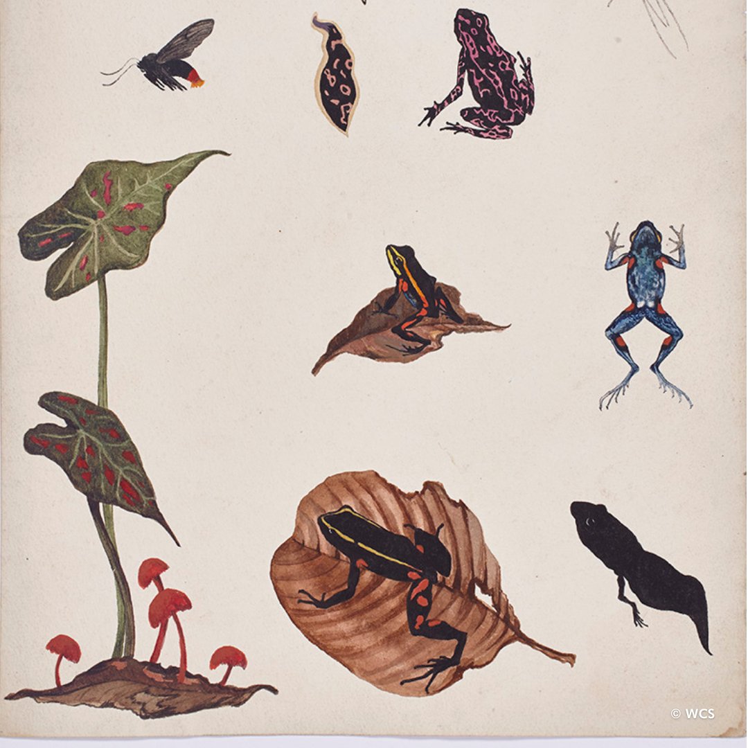 Beginning in the 1910s, Isabel Cooper worked at the New York Zoological Society (now WCS) Department of Tropical Research. She was one of a handful of Western artists specializing in illustrating tropical wildlife. Her position was notable at that time because she was a woman.