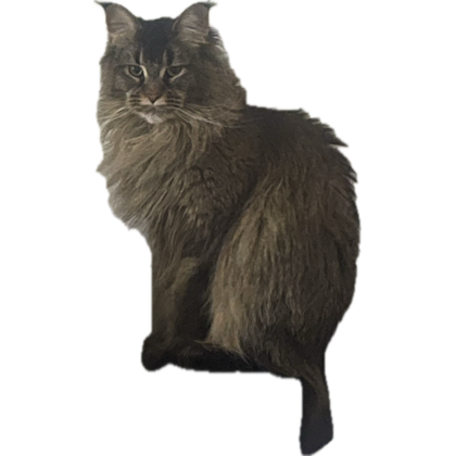 JaySebesta's tweet photo. Your help is still desperately needed to help the 93rd with the vehicle collection. 

Please help promote, QT, and amplify so we can help these brave lads. 
 
Feed the cat with the need, the need for speed. Please help or she will eat my soul. 🙏🏻 https://t.co/gIDnHPj1TW