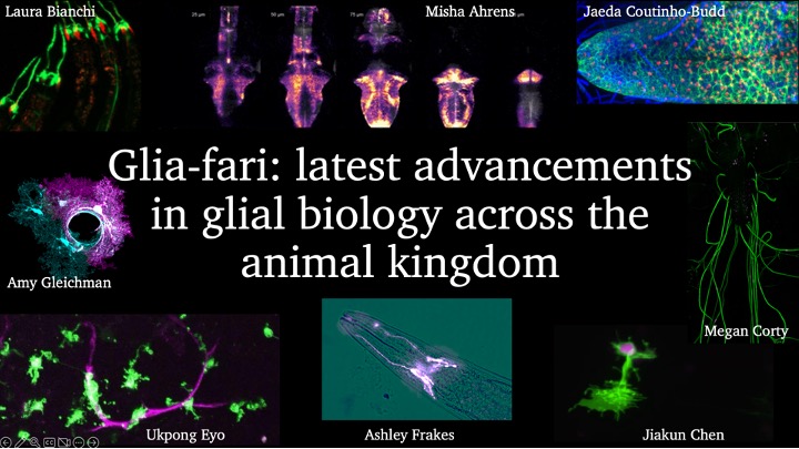 Excited for the glia workshop tomorrow (Sat) @2pm at #TAGC24 with an awesome lineup of speakers using different species! @amy_gleichman @BianchiLab @MishaAhrens @JCoutinhoBudd @eyolab @megancphd and Jiakun Chen!