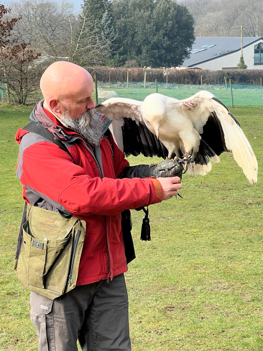 BeeRfeater's tweet photo. Just spent an awesome week learning about and flying these beautiful birds. 🦅🏰🇬🇧 @WillowsBop #birdsofprey https://t.co/wkyruq13vJ
