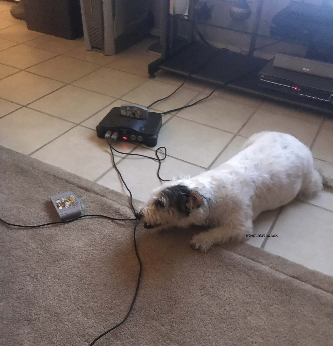 Jack always made sure his presence was known 🥰 and I think he was a lil fed up with our N64 marathon here 
😂❌🎮 
#dogsoftwitter
#FlashbackFriday