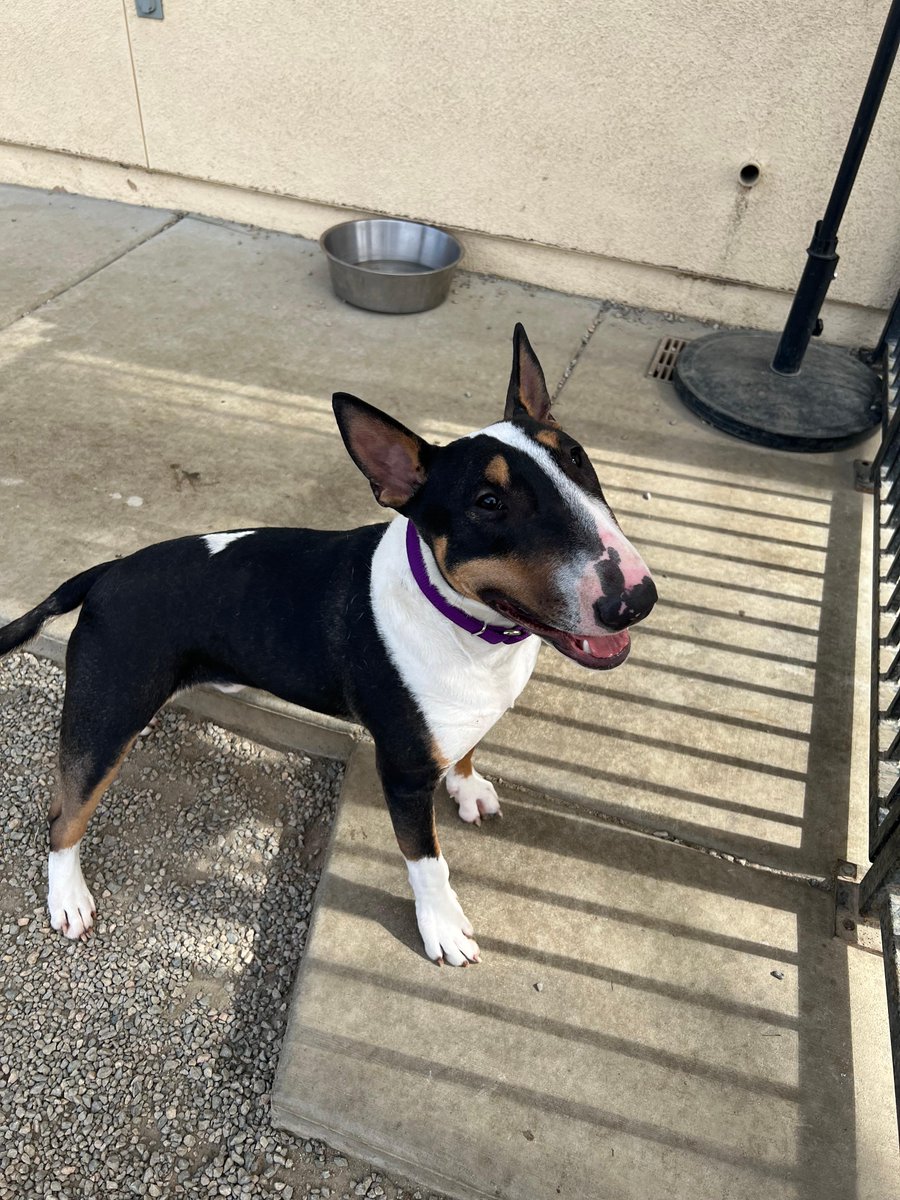 Check out this stunning tri-color! Murphy, 11 months old, and it blows my mind how anyone could give up on him. For more info, DM me!" #RescueDog #AdoptDontShop 🐾

californiapawsrescue.org