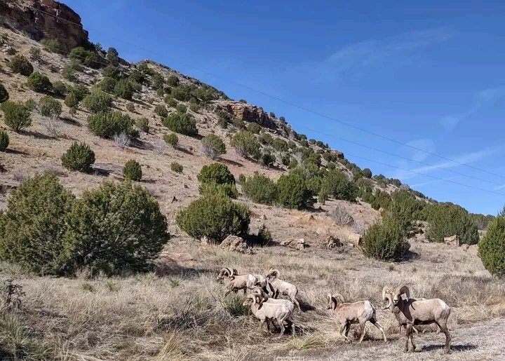 OH SHEEP! Rare Oklahoma sighting of Big Horn sheep at Black Mesa State Park in the panhandle. They stay in Colorado most of the time, but dropped down for a visit today ❤️