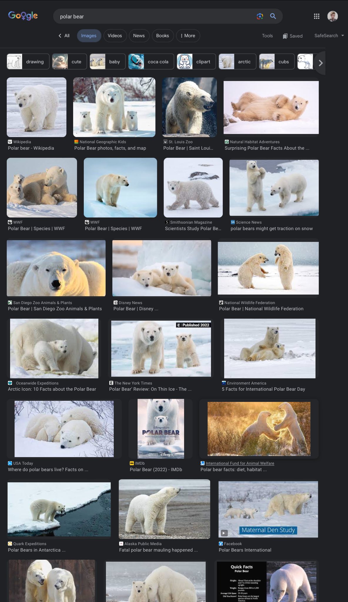 5 Facts for International Polar Bear Day