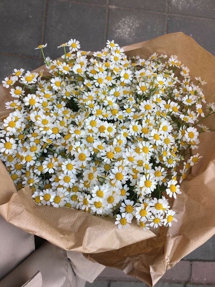 ⠀⠀
⠀    ⠀ʚ  '⍴edіძօ : buquê de margarida

⠀⠀⠀𖦹 ძᥱ⠀    : admirador secreto (b)

⠀⠀⠀𖦹 ⍴ᥲrᥲ   : @giordanomaite

    ⠀⠀ʚ 💌 ɞ    : feliz dia da mulher princesa!
⠀⠀