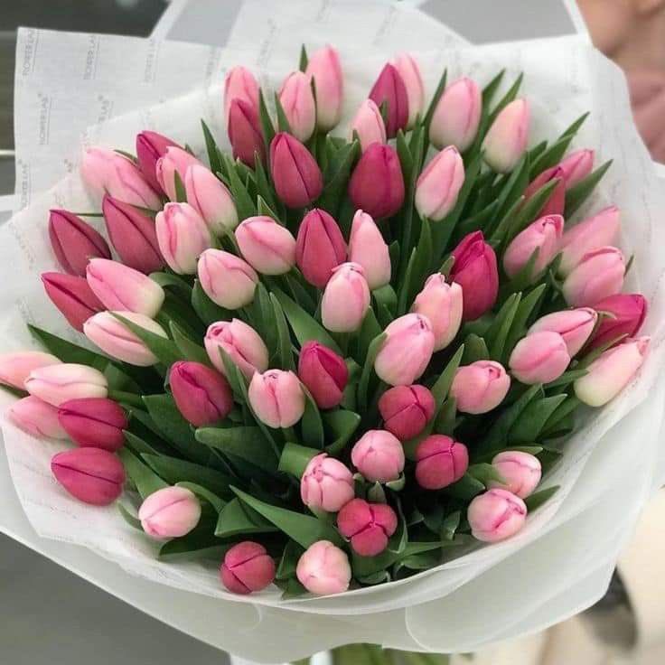 ⠀⠀
⠀    ⠀ʚ  '⍴edіძօ : buquê de tulipas rosas

⠀⠀⠀𖦹 ძᥱ⠀    : seu inimigo favorito

⠀⠀⠀𖦹 ⍴ᥲrᥲ   : @becagrude

    ⠀⠀ʚ 💌 ɞ    : feliz dia da mulher amor!
⠀⠀