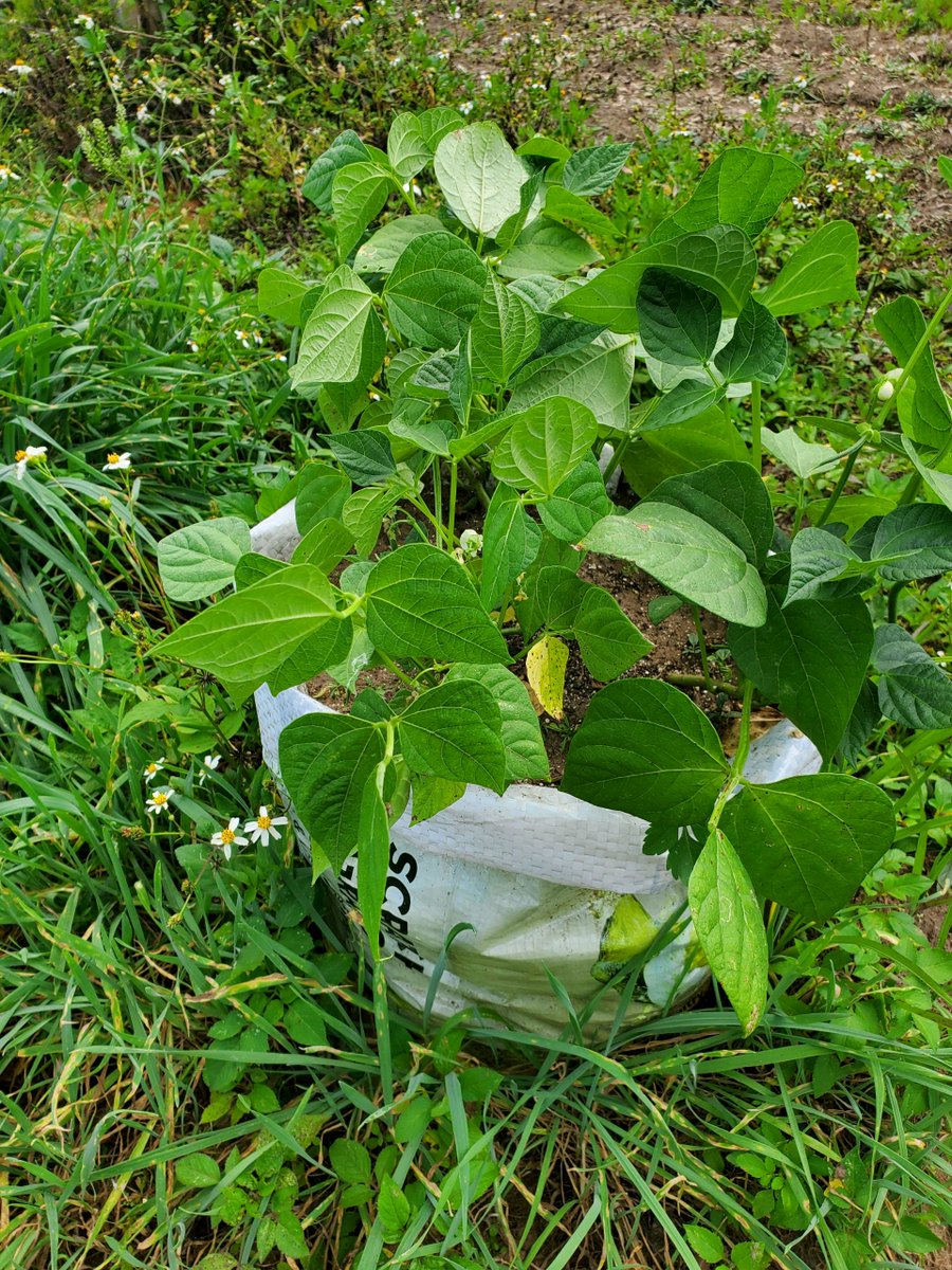 The #green #beans in a bag are doing well! I'm worried about the #UV breaking the bag down over a few #seasons though. It's a #chicken scratch bag.

Have any of you ever tried this method? What was the result?

#BackyardGardens #GrowYourOwn #SelfReliance #GodBless 🙏🙏🙏✝️✝️✝️