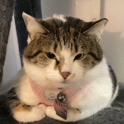 CapriceZinn's tweet photo. #NewProfilePic https://t.co/tkiXOdH78M