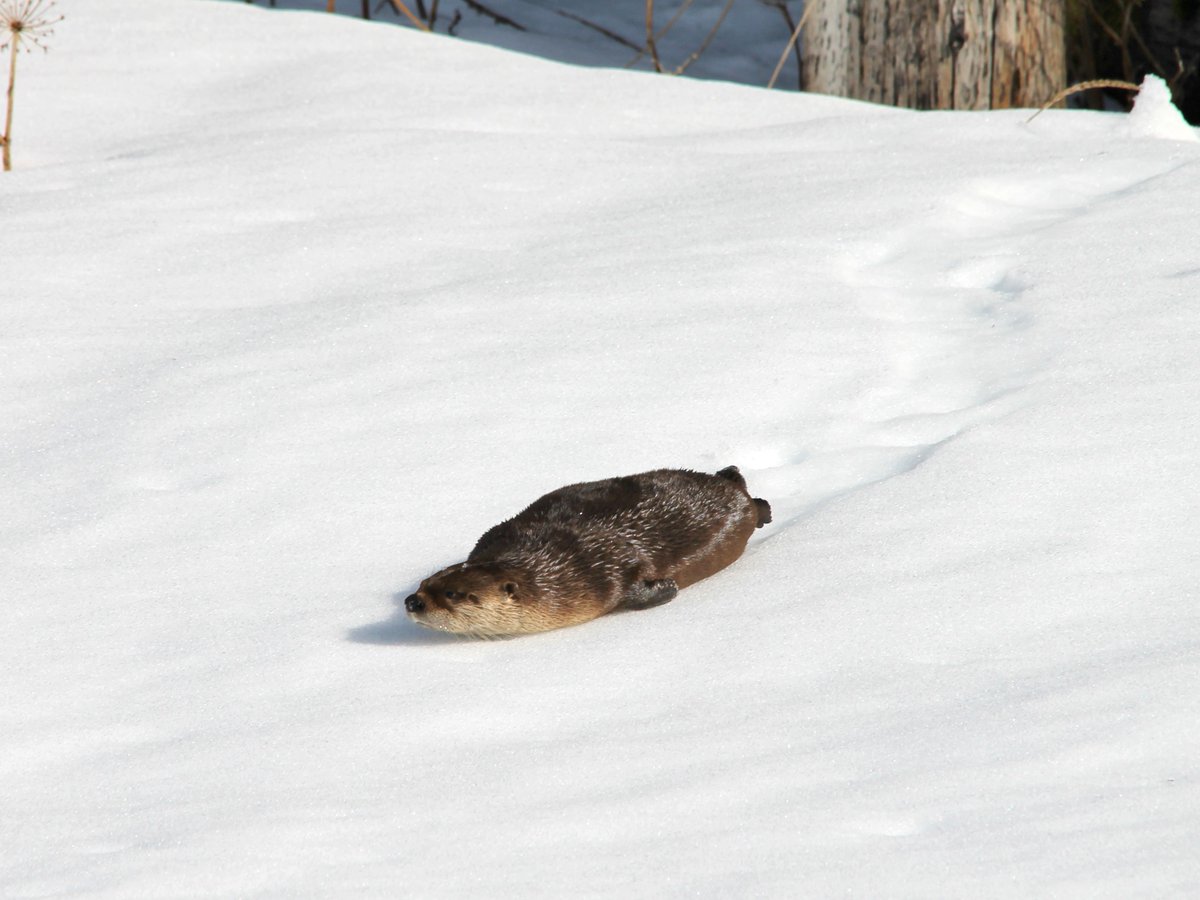 Sliding into the weekend like... A river otter! One of our favorite sights to see are river otters sliding down snow hills as if they're practicing for the luge. You can often spot 'otter chutes' on snow-covered hills leading to water sources.