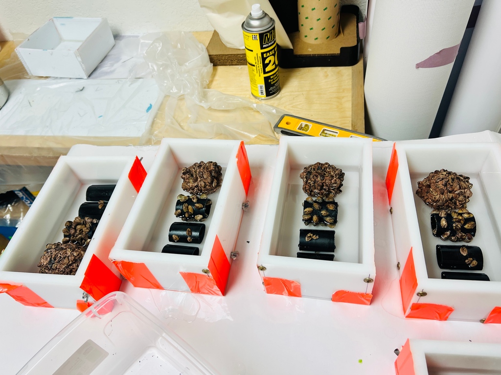 Plumbing problems? Blame it on these pesky Zebra Mussels! Watch how fast they clog pipes in our visual timeline from 0 to 6 months. Our project for <a href="/USACEHQ/">USACE HQ</a> educates on invasive species. Each mussel crafted with care by @fgcicorp's deep pour resin. #InvasiveSpecies #ResinArt