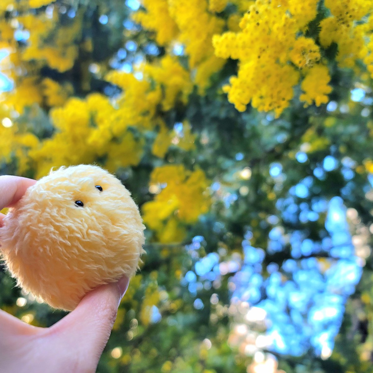 YuruZ00's tweet photo. にてるねー

#花粉のぬいぐるみ

ミモザ https://t.co/dIp0zH4Q3x