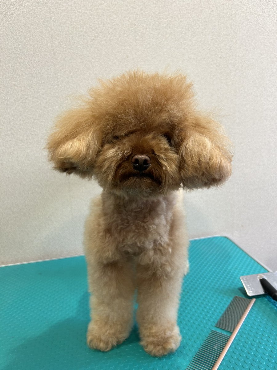 bashamichi_pc's tweet photo. アムちゃん🧸

久々のトリミングでスッキリしました✨

アムちゃんがぬいぐるみみたいで、くまさんたちの中に紛れてました🧸💗

他のわんこが来る度に、あいさつにいっていて凄く楽しそうでした😊
また会えるのを楽しみにしてます！ https://t.co/wXfX31XoSK