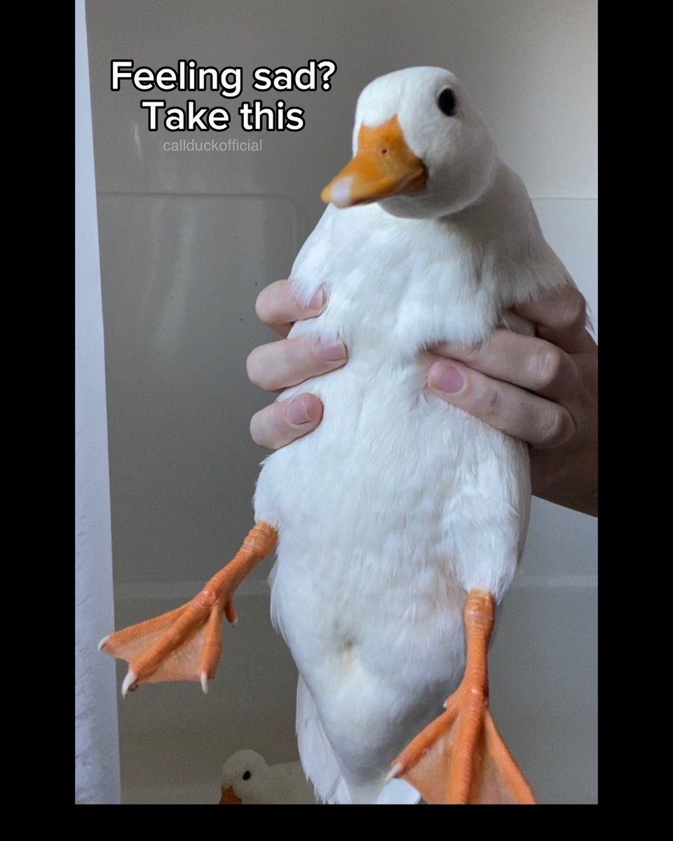 Ducks Make Me Happy tweet media
