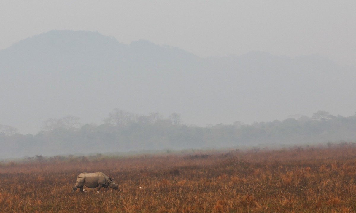 I would urge you all to visit Kaziranga National Park and experience the unparalleled beauty of its landscapes and the warmth of the people of Assam. It's a place where every visit enriches the soul and connects you deeply with the heart of Assam.