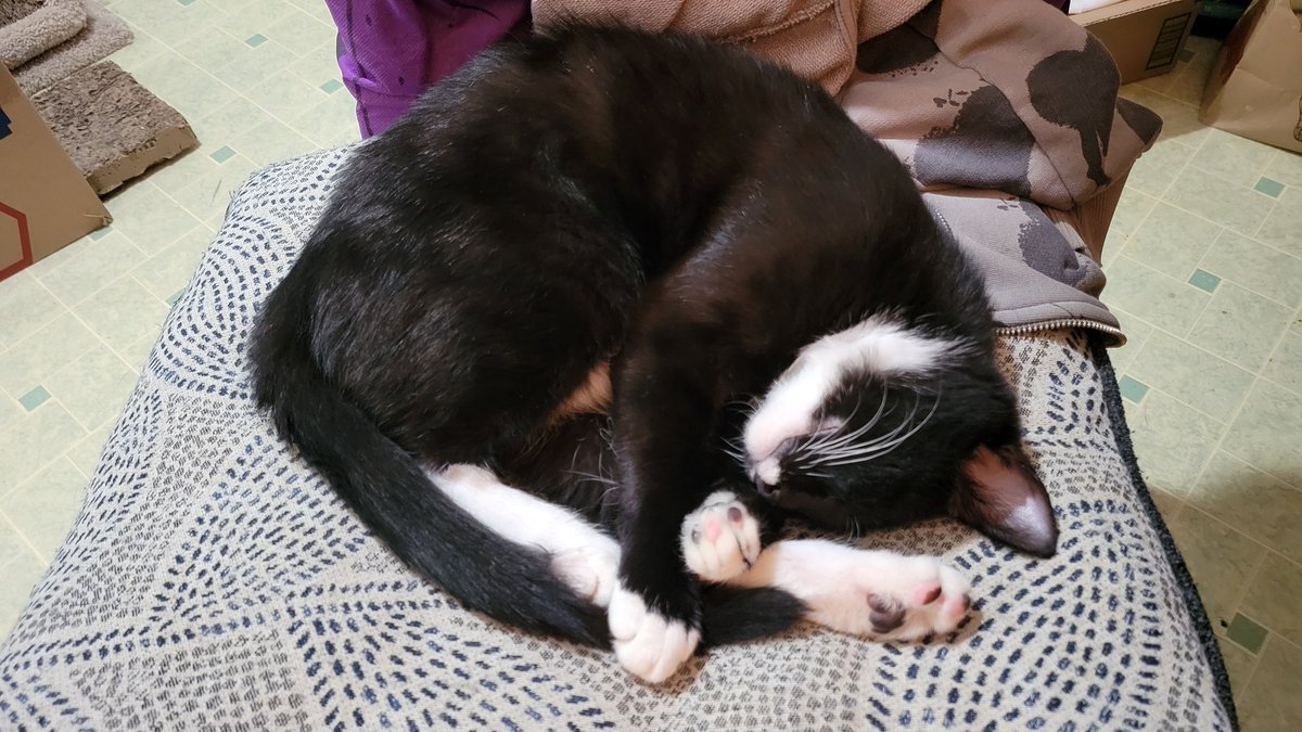 debbiecackes90's tweet photo. @HisandHersLive He is the new addition to 8 cats. We rescued him in the winter. He wasn't going to make it as a kitten. His name is Ping Pong, Dimitrius the Deflated. 😆 https://t.co/PnBjfrebuy