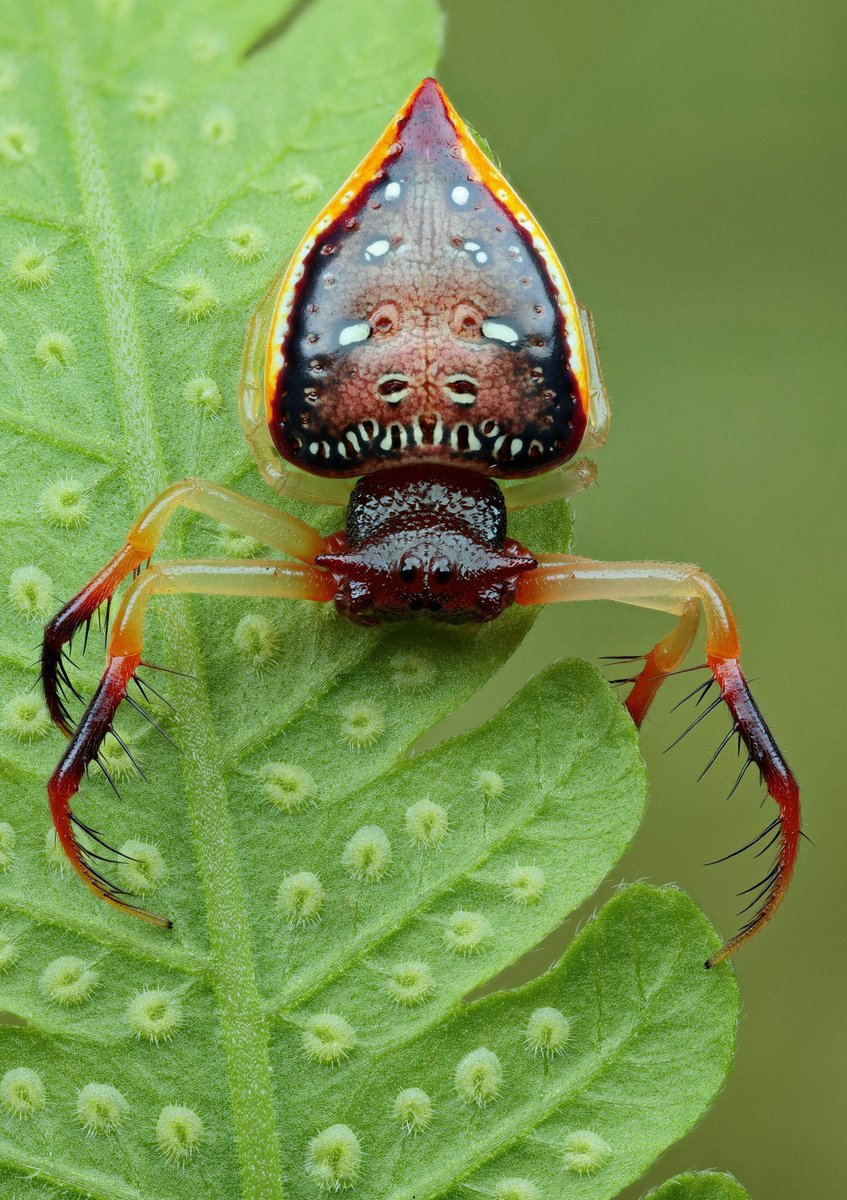Horned Triangular Spider  - Arkys cornutus
Narara NSW Australia