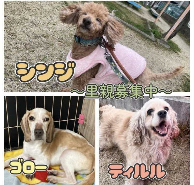 partnerdogtown's tweet photo. 今日の保護犬🐶🐾
面会時間は13時～15時30分頃までです。
予約なしで面会して頂けます。 https://t.co/2i7PHbrjXj