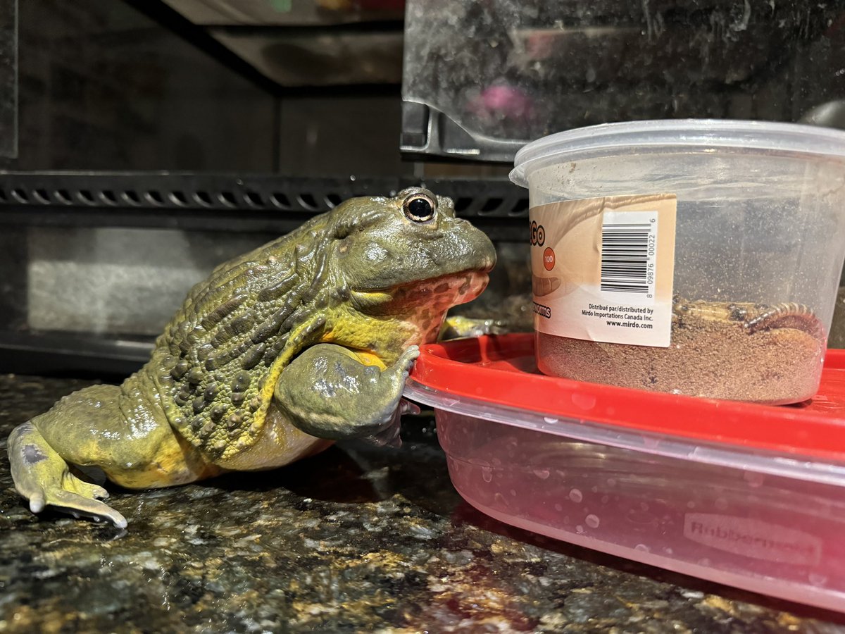 Vanoradarkwolf's tweet photo. As if I could not love Sir Anthony Hopkinsโs more than I already do, I looked away for one second and he climbed out of his pool and stared at his dinner ๐คฃ๐ฅบ๐ธ
#frog #petfrog #froggy https://t.co/NwZpZtLEm4