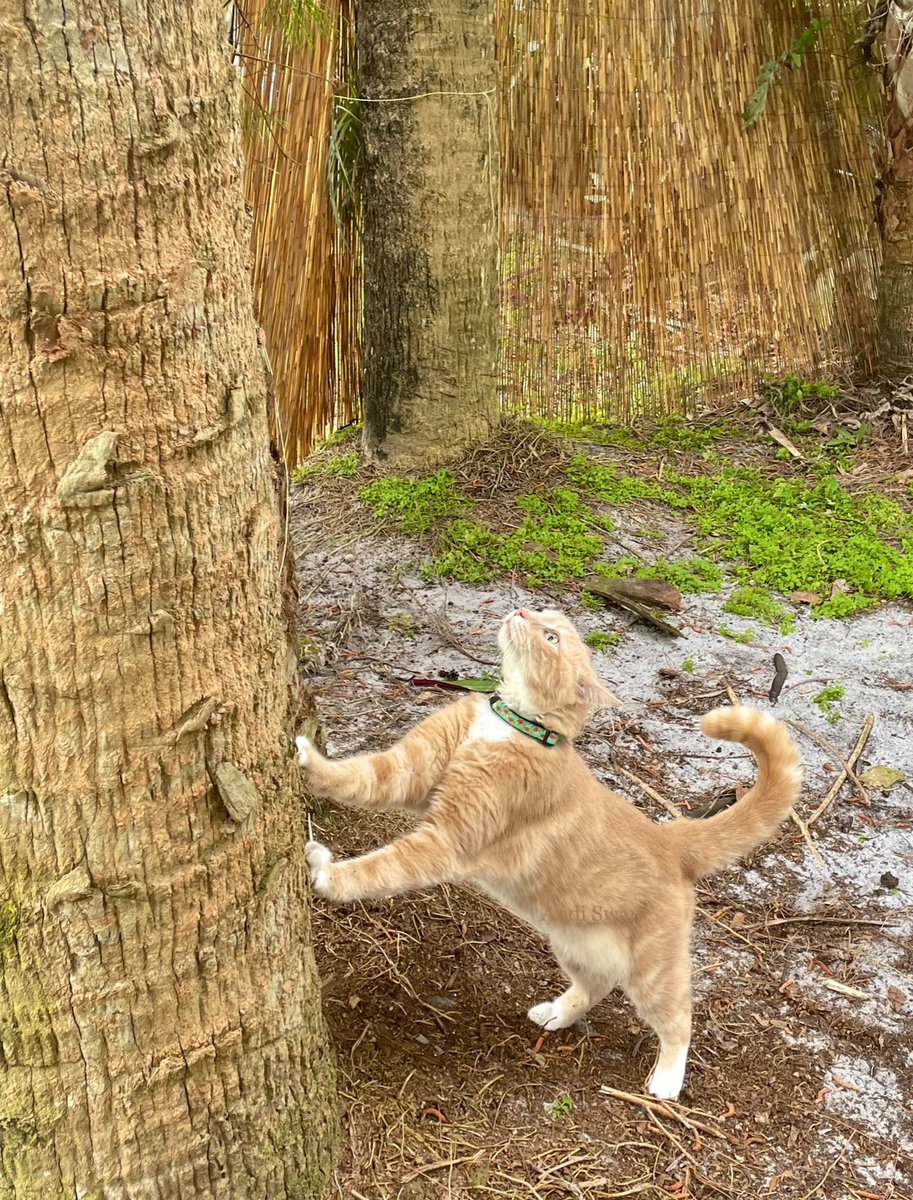 AndiSwan22's tweet photo. Happy #Caturday 🐱 https://t.co/dKTRx08Xbf