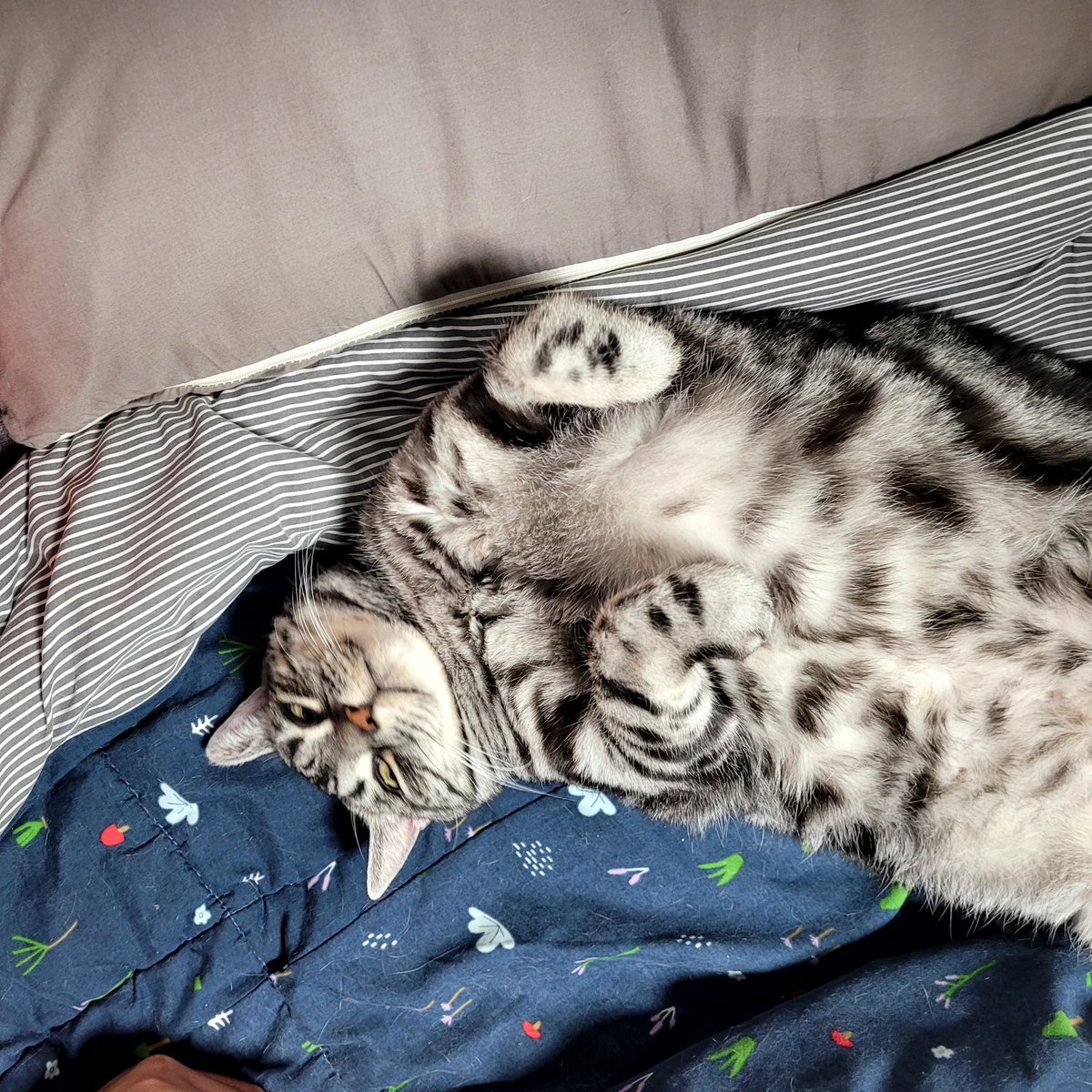 행복한고양이