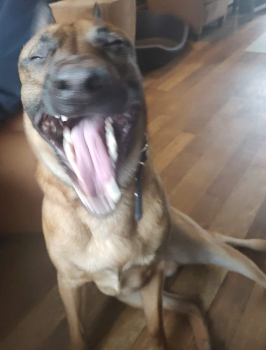 deWevers's tweet photo. Nog eentje dan, " kijk vrouwtje, ik trek weer een gekke bek ♥️🐾🐾♥️" https://t.co/bG6axcTY3t