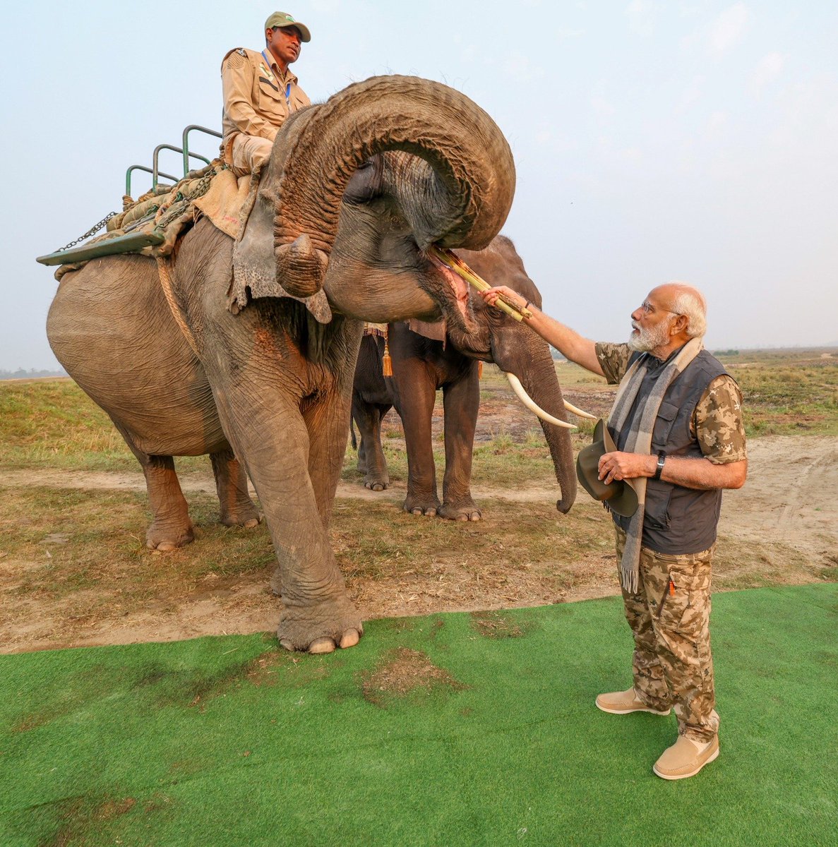 BJP4India's tweet photo. Prime Minister Shri @narendramodi fed sugarcanes to elephants in Kaziranga National Park, Assam... https://t.co/rbYpQAsB4d