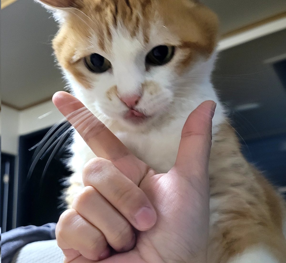 이이는 그런거 안하거든