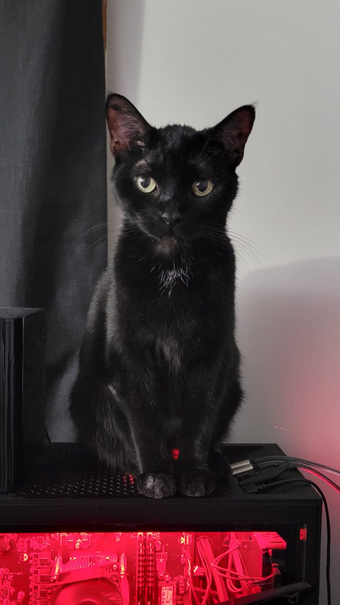 thebassdevil's tweet photo. @HisandHersLive This is Rukia... she's not supposed to be on top of the computer but she does what she wants. 😆 https://t.co/0LMVHxzEsL
